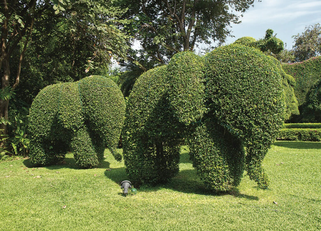 Elephant-shaped topiary bushes in a garden.