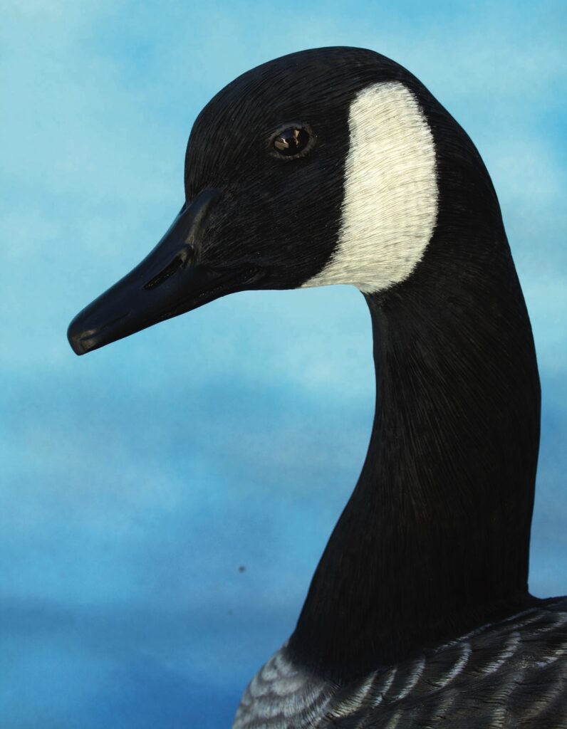 Close-up of a Canada goose head, sky background