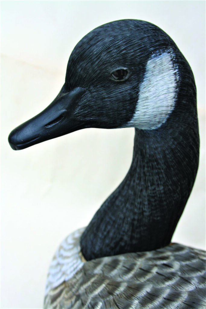 Close-up of a Canada goose's head and neck.