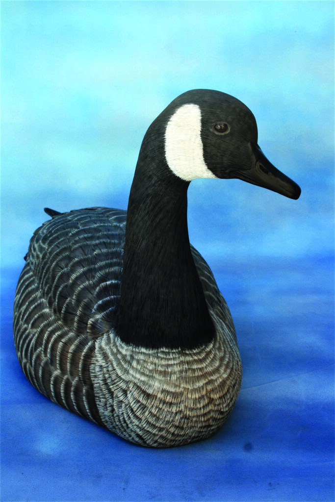 Canada goose on blue background