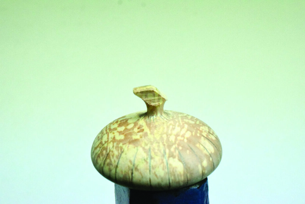 Close-up of a single acorn with blue background.
