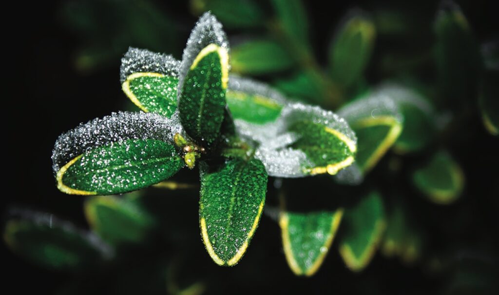 Frost-covered green leaves at night