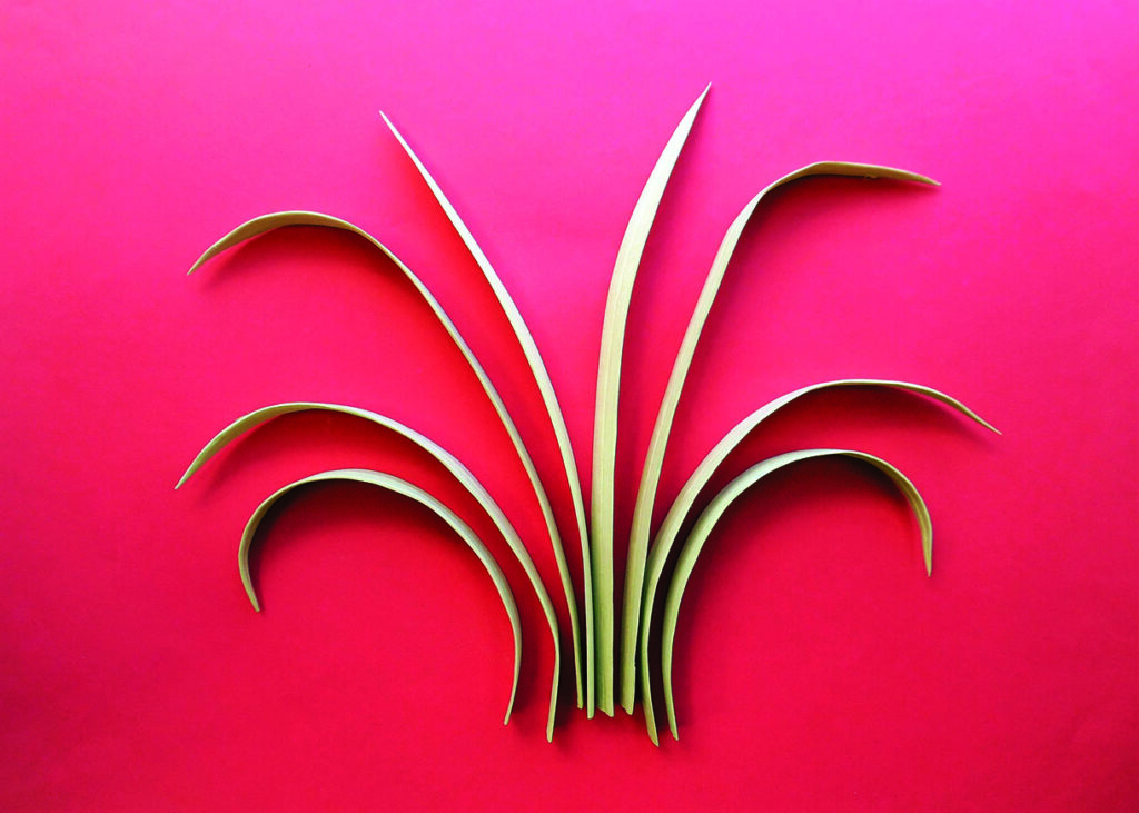 Curved green leaves arranged on vivid pink background