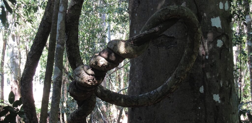 Twisted tree vines in a forest setting.